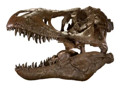 T. rex skull