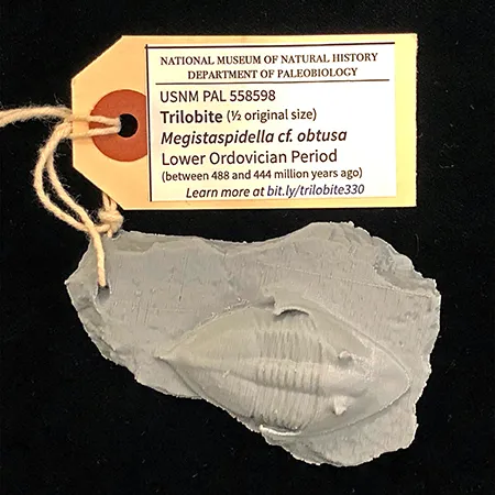 A gray 3-D model print of a trilobite fossil with a yellow tag tied to it. The tag identifies the specimen in the model.