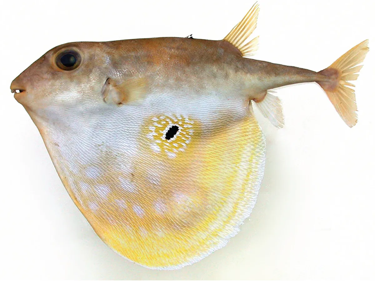 Three-tooth puffer fish with brown, orange, yellow, and white coloring