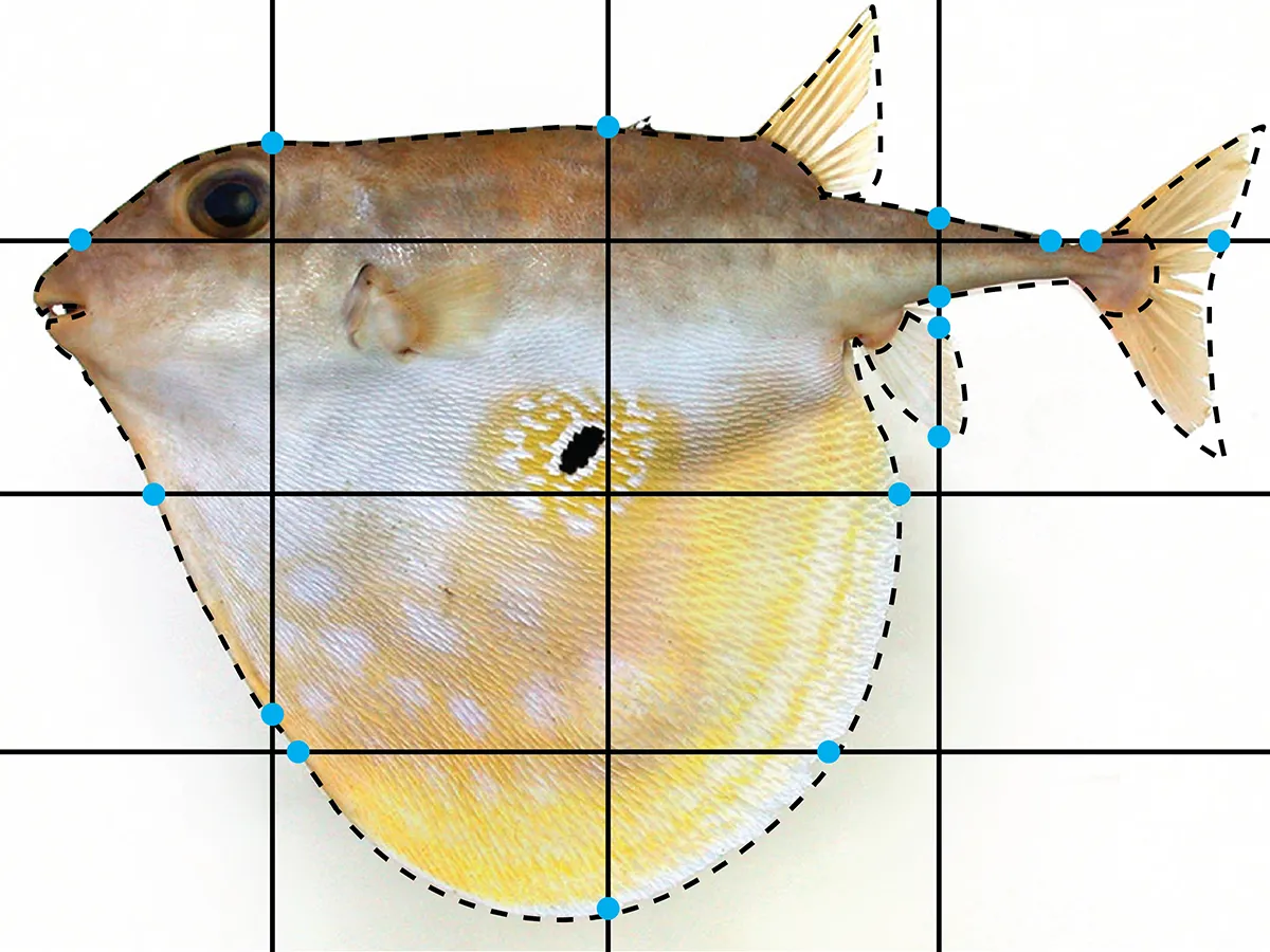 Three-tooth puffer with a grid of lines superimposed on it
