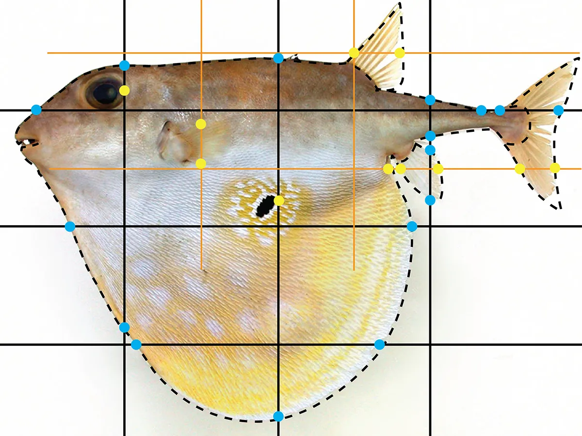 Three-tooth puffer with two grids of lines superimposed on it, one in black and the other in orange