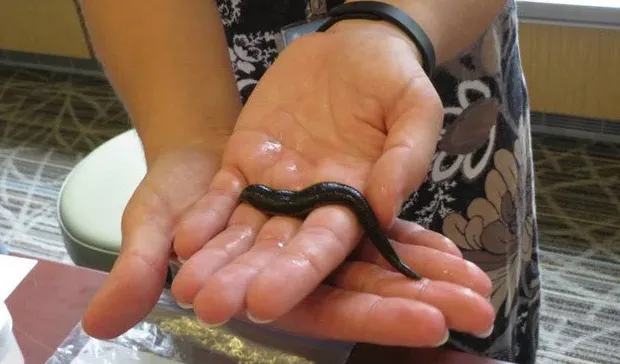 macrobdella mimicus leech in the palm of a persons hand over a table