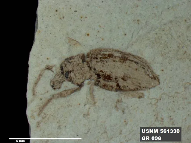 fossil insect