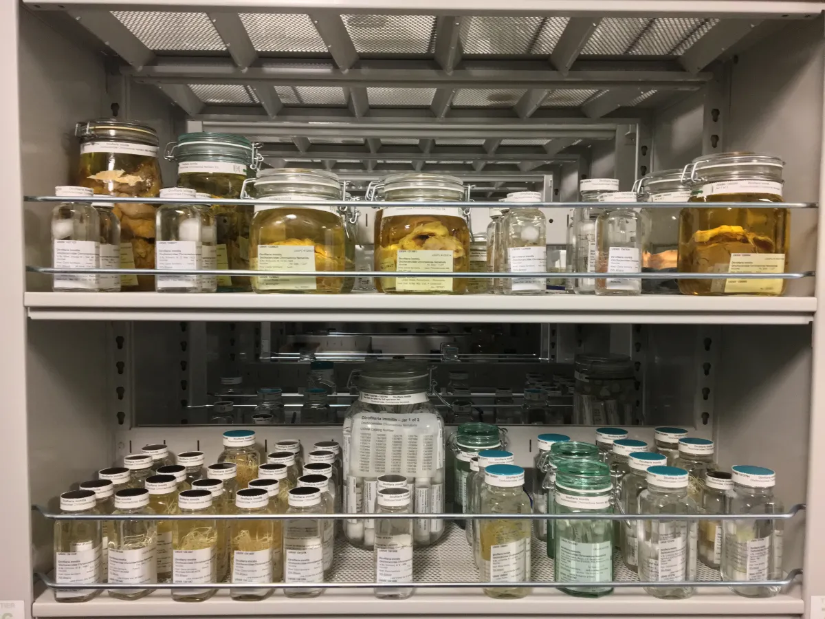 USNPC specimens incorporated in NMNH collections