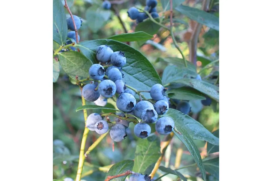 Highbush blueberry plant with many blueberries on it.