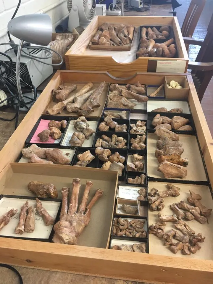 Sabertooth fossils at the Vertebrate Paleontology Lab, University of Texas at Austin, studied by Briana and her team