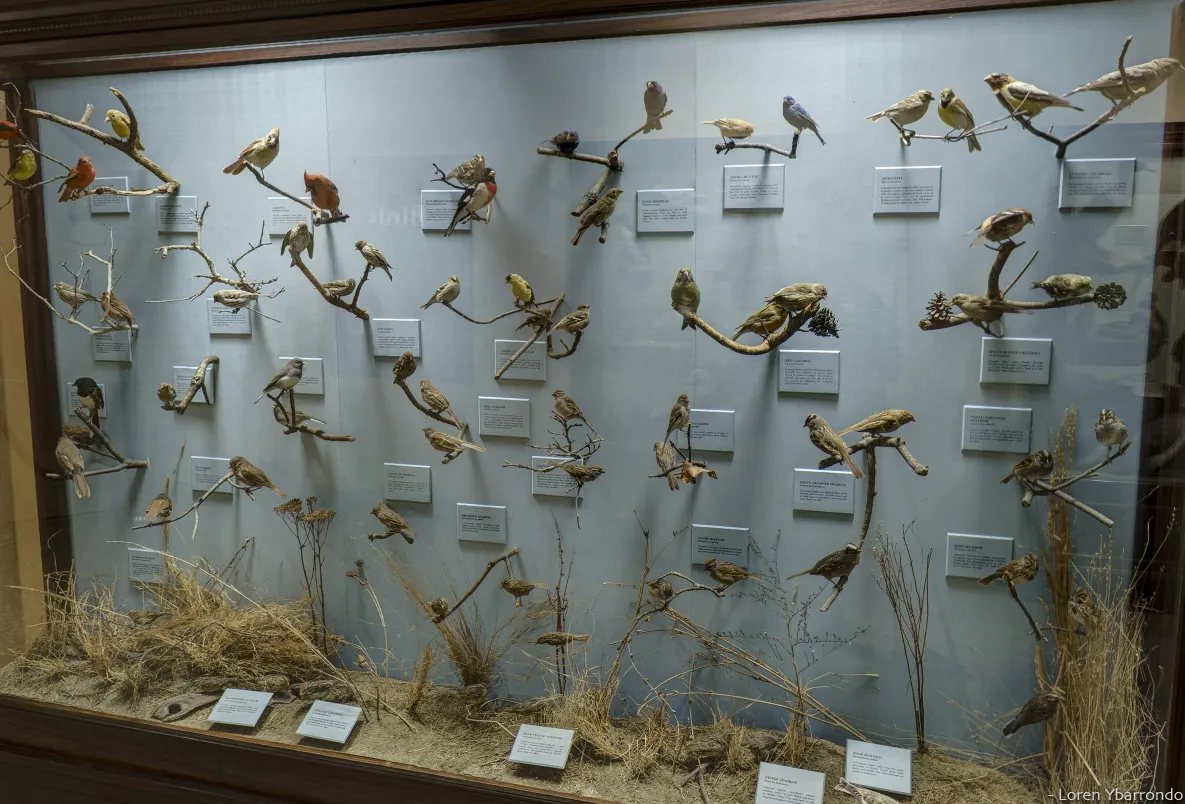 An exhibits case containing Birds of DC