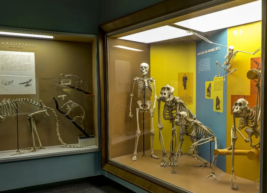 Marsupial and Hominid skeletons in cases