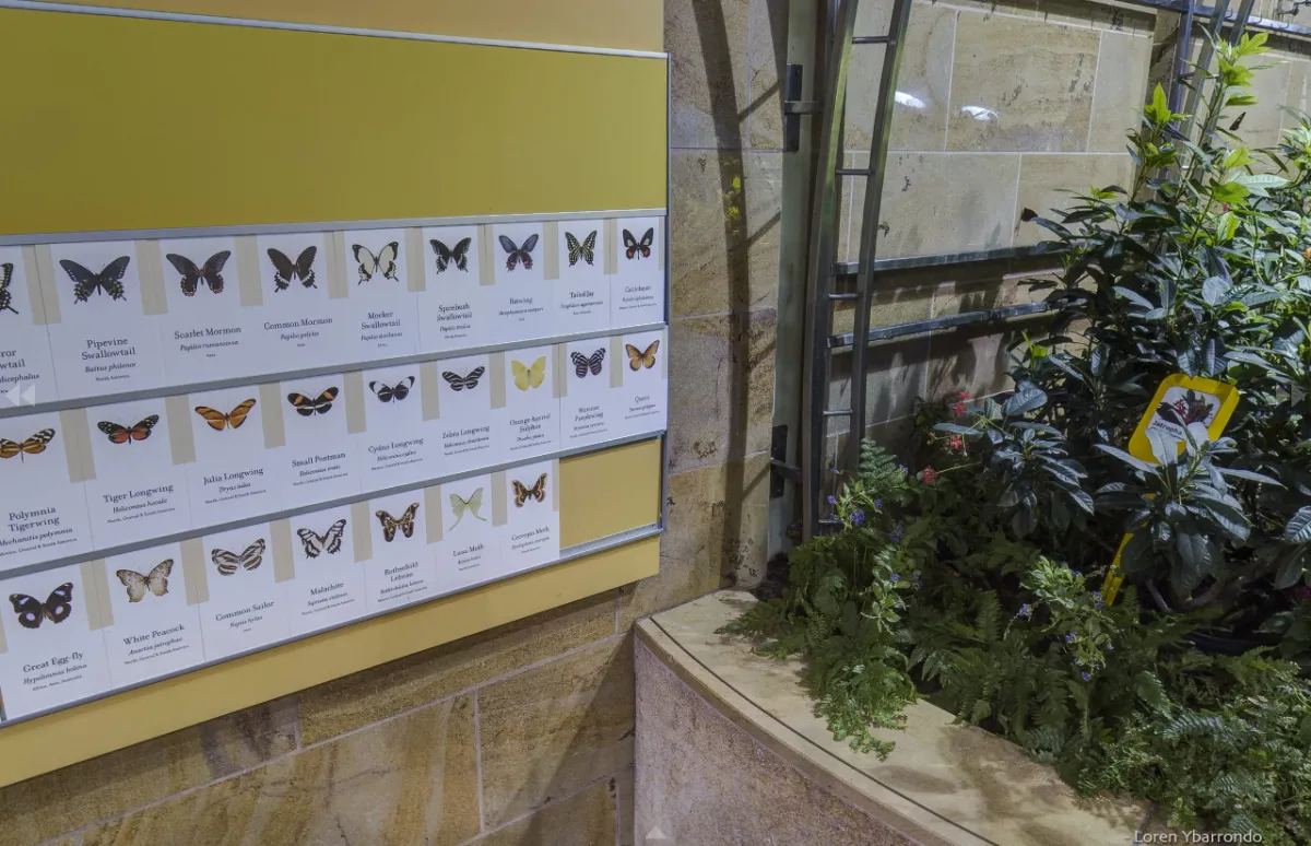 butterfly poster and plants