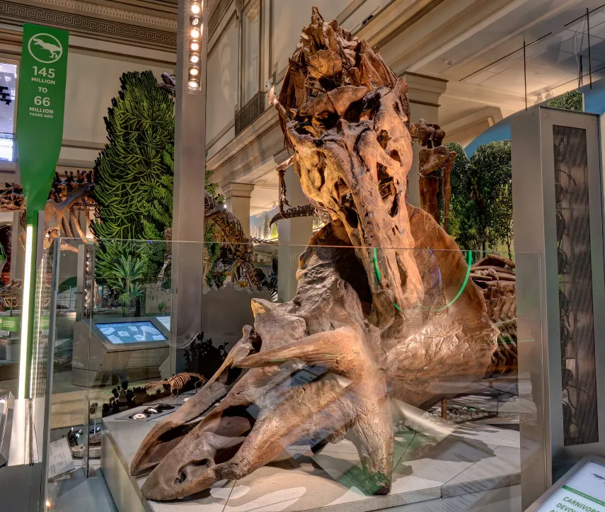 Tyrannosaurus rex biting a Triceratops