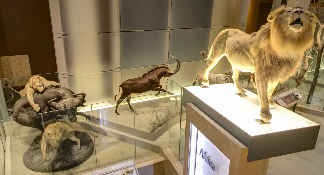 Do-It-Yourself Exhibits  Smithsonian National Museum of Natural