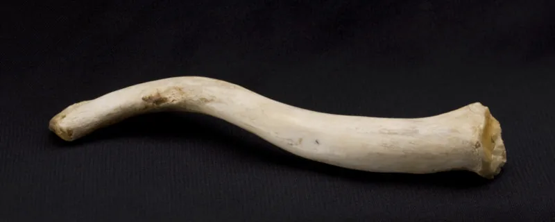 Child's clavicle
