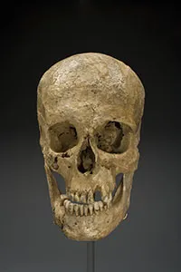 Skull recovered from Statehouse Complex Burial Ground.
