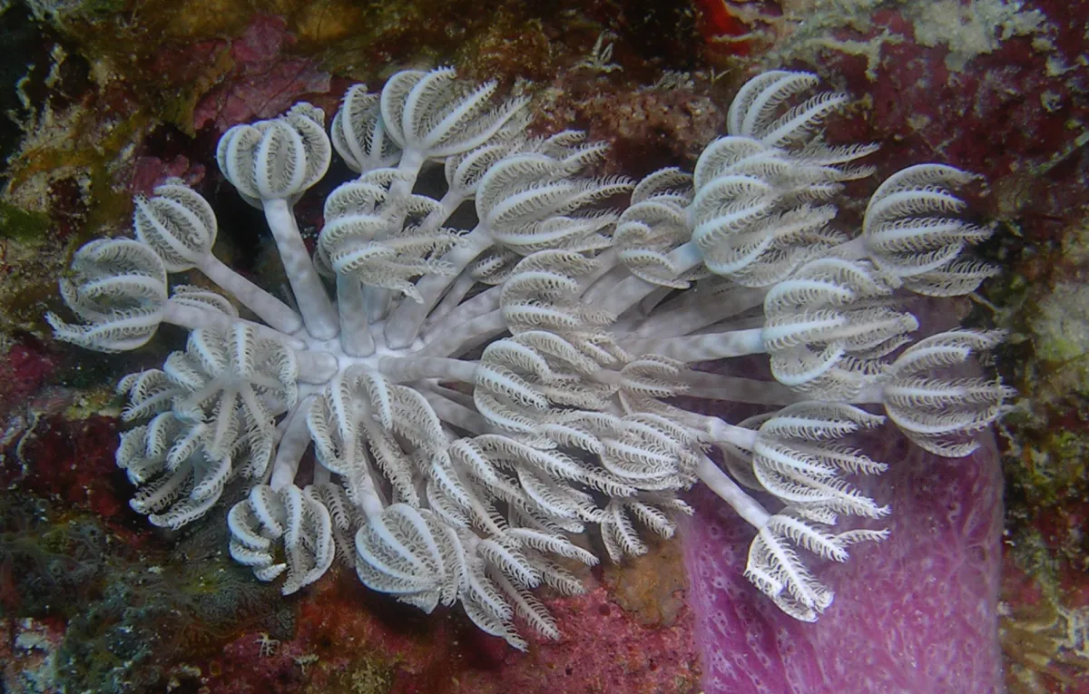marine soft coral Xenia