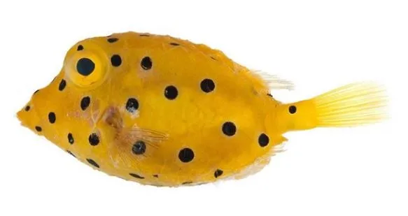 The yellow boxfish (Ostracion cubicus)